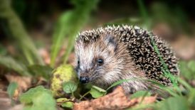 Neue Gefahren für den Igel